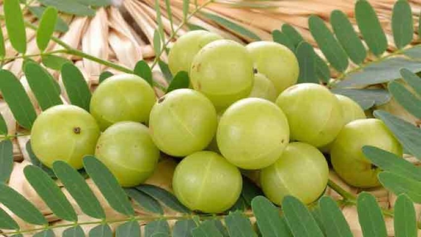 এক আমলকীতে ১০ কমলার সমান ভিটামিন সি, যারা খেতে পারবেন না